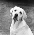 Picture of champion labrador retriever, portrait