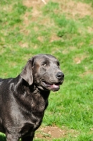 Picture of charcoal Labrador (rare colour)