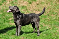 Picture of charcoal Labrador, side view (rare colour)