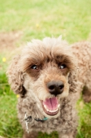Picture of cheerlful toy Poodle