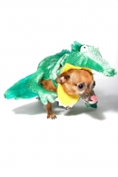 Dressed up chihuahua