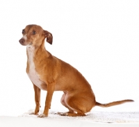 Picture of chihuahua x italian greyhound