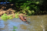 Picture of chocolate Labrador Retriever jumping into water