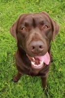 Picture of Chocolate Labrador Retriever looking into camera