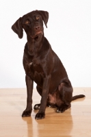 Picture of chocolate labrador retriever on wooden floor
