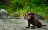 Picture of Chocolate Labrador Retriever puppy