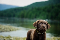 Picture of Chocolate Labrador Retriever puppy posing looking ahead.