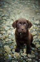 Picture of Chocolate Labrador Retriever puppy posing 