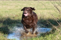 Picture of Chocolate Labrador Retriever running through water