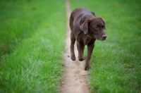 Picture of chocolate Labrador retriever walking on a path in a field