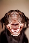 Picture of Chocolate Labrador smiling