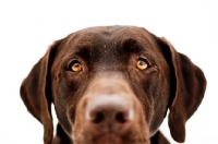 Picture of Chocolate Labrador's eyes