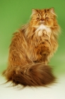 Picture of chocolate tortie tabby persian cat, sitting down