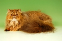 Picture of chocolate tortie tabby persian cat, lying down