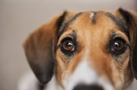 Picture of Close-up of Beagle Mix's eyes.