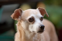 Picture of close up of fawn chihuahua mix