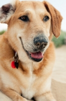 Picture of close up of mongrel dog on beach