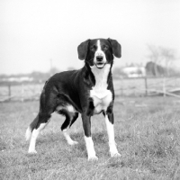 Picture of collie type cross bred dog