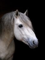 Picture of Connemara pony on black background, portrait
