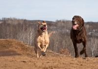 Picture of cream and chocolate Labradors running