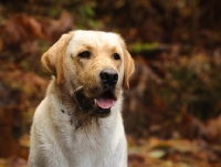 Picture of cream Labrador Retriever in autumn