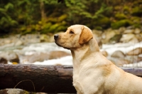 Picture of cream Labrador Retriever in profile