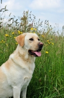 Picture of cream Labrador Retriever looking ahead