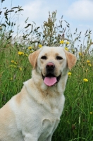 Picture of cream Labrador Retriever looking towards camera