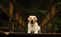 Picture of cream Labrador Retriever lying down on bridge