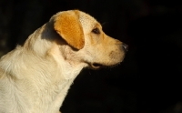 Picture of cream Labrador Retriever profile