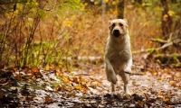 Picture of cream Labrador Retriever running in forest