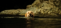 Picture of cream Labrador Retriever swimming