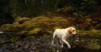 Picture of cream Labrador Retriever walking away