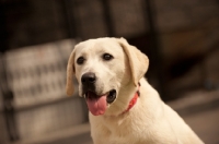 Picture of cream Labrador Retriever