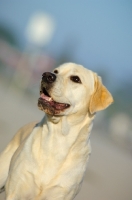 Picture of cream Labrador Retriever