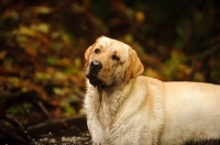 Picture of cream Labrador Retriever