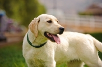 Picture of cream Labrador Retriever