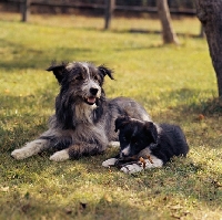 Picture of cross bred dog and her puppy