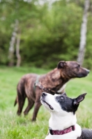 Picture of Cross bred Dog and Mongrel