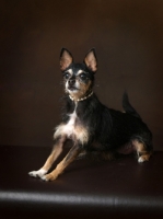 Picture of Cross bred Dog on brown background