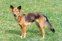 Picture of cross bred dog on grass