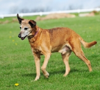 Picture of Cross bred Dog on grass