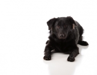 Picture of Cross bred Dog on white background