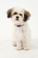 Picture of Cross bred dog on white background