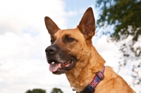 Picture of cross bred dog, portait