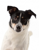 Picture of Cross bred Dog portrait