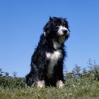 Picture of cross bred dog, springer spaniel x bearded collie,  sitting in grass