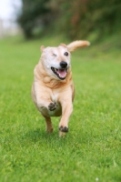 Picture of Cross bred dog with only one eye