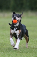 Picture of cross bred dog with red ball