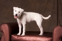 Picture of Cross bred standing (jack russell cross)